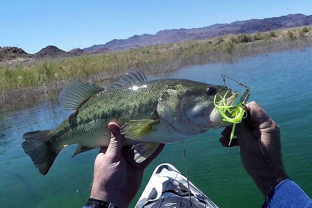 This Lake Mead largemouth bass darted from the edge of thick cover