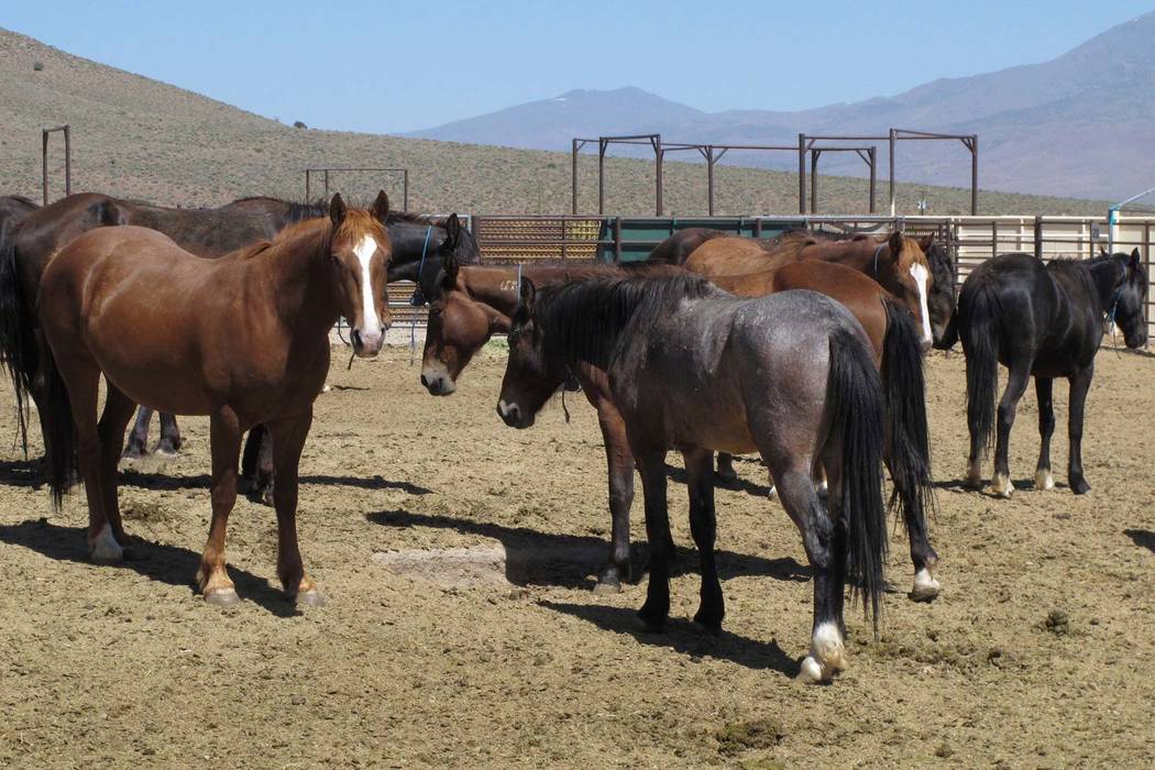 Wild horses that were captured from U.S. rangeland stand stand in a holding pen at the U.S. Bureau of Land Management's Wild Horse and Burro Center in Palomino Valley, about 20 miles north of Reno ...
