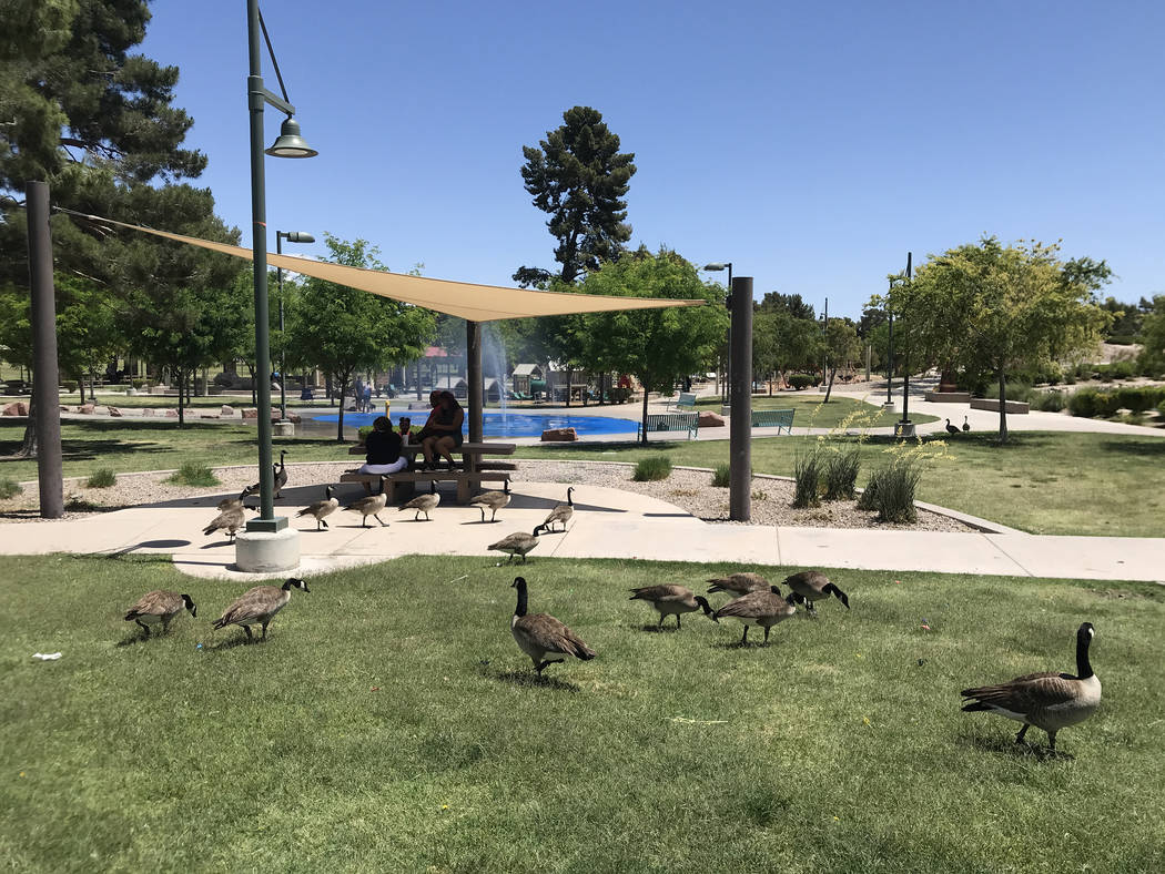 Geese walk the grounds of Craig Ranch Regional Park on Monday, May 14, 2018. Jeff Mosier Las Vegas Review-Journal.
