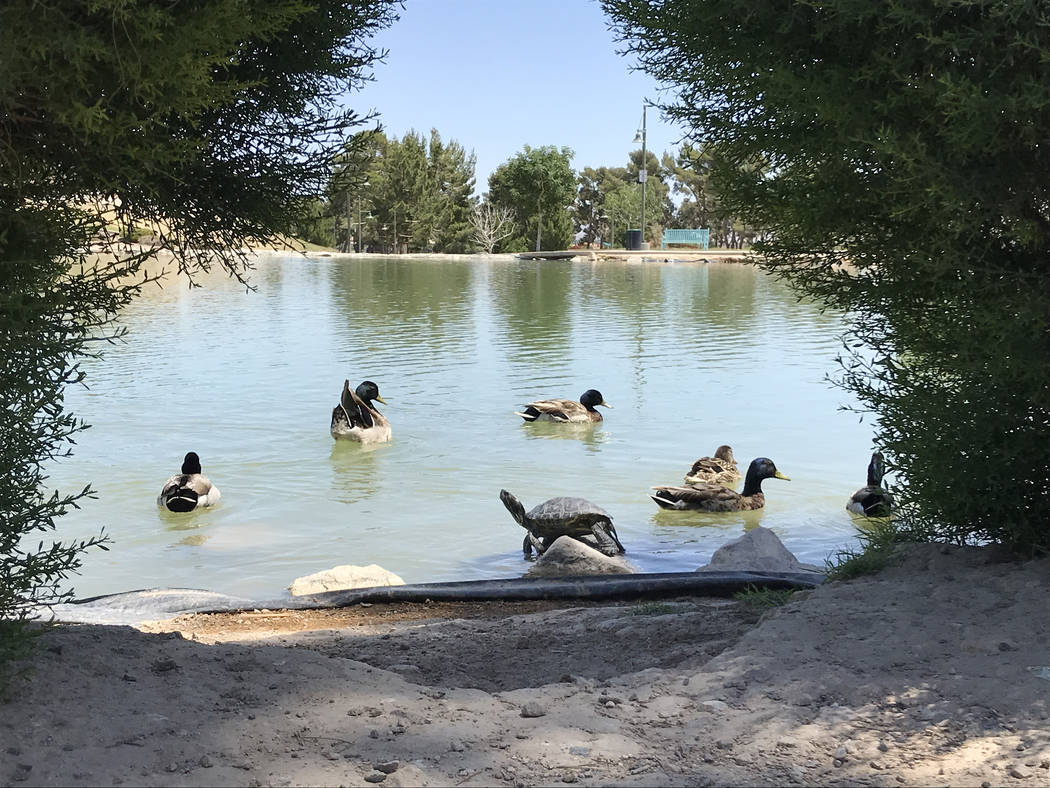 A turtle is surrounded by ducks at a pond at Craig Ranch Regional Park on Monday, May 14, 2018. Jeff Mosier Las Vegas Review-Journal.