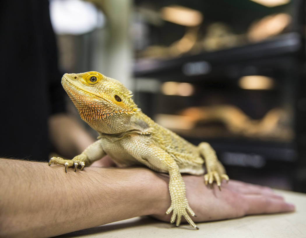Animal husbandry worker Jordan Lorge holds a bearded dragon at the Las Vegas Natural History Museum on Tuesday, Dec. 13, 2016, in Las Vegas. Lorge has worked at the museum for the past three years ...