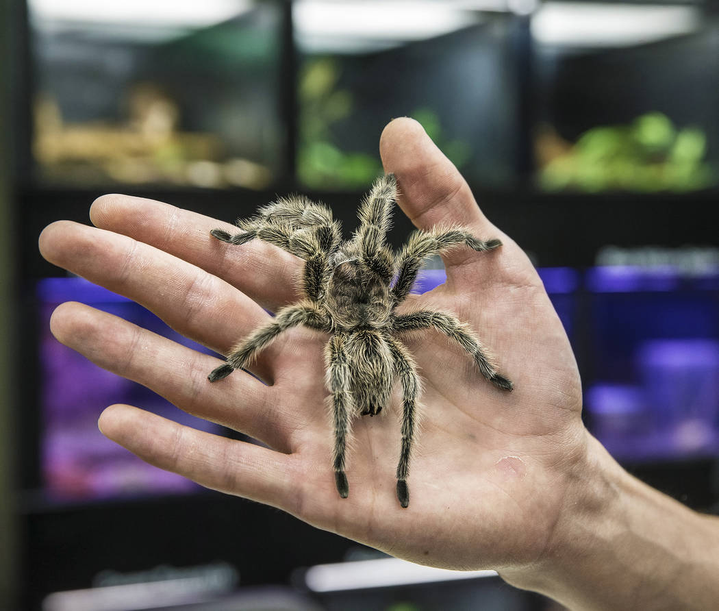 Animal husbandry worker Jordan Lorge holds a rose hair tarantula named Charlotte at the Las Vegas Natural History Museum on Tuesday, Dec. 13, 2016, in Las Vegas. Lorge has worked at the museum for ...