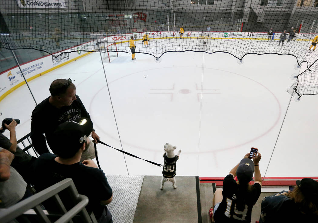 Bark-Andre Furry and his owner, Rick Williams, watch the Vegas Golden Knights practice at City National Arena in Las Vegas on Wednesday, May 9, 2018. K.M. Cannon Las Vegas Review-Journal @KMCannon ...