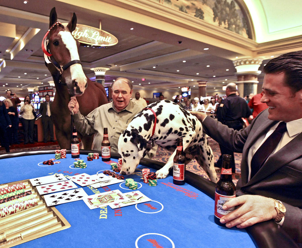 Elite, a Budweiser Clydesdale horse, "seems" interested as King, a Budweiser Dalmatian, "makes" a bet during a blackjack game in the South Point hotel-casino in Las Vegas, Friday, Oct. 12, 2012. S ...