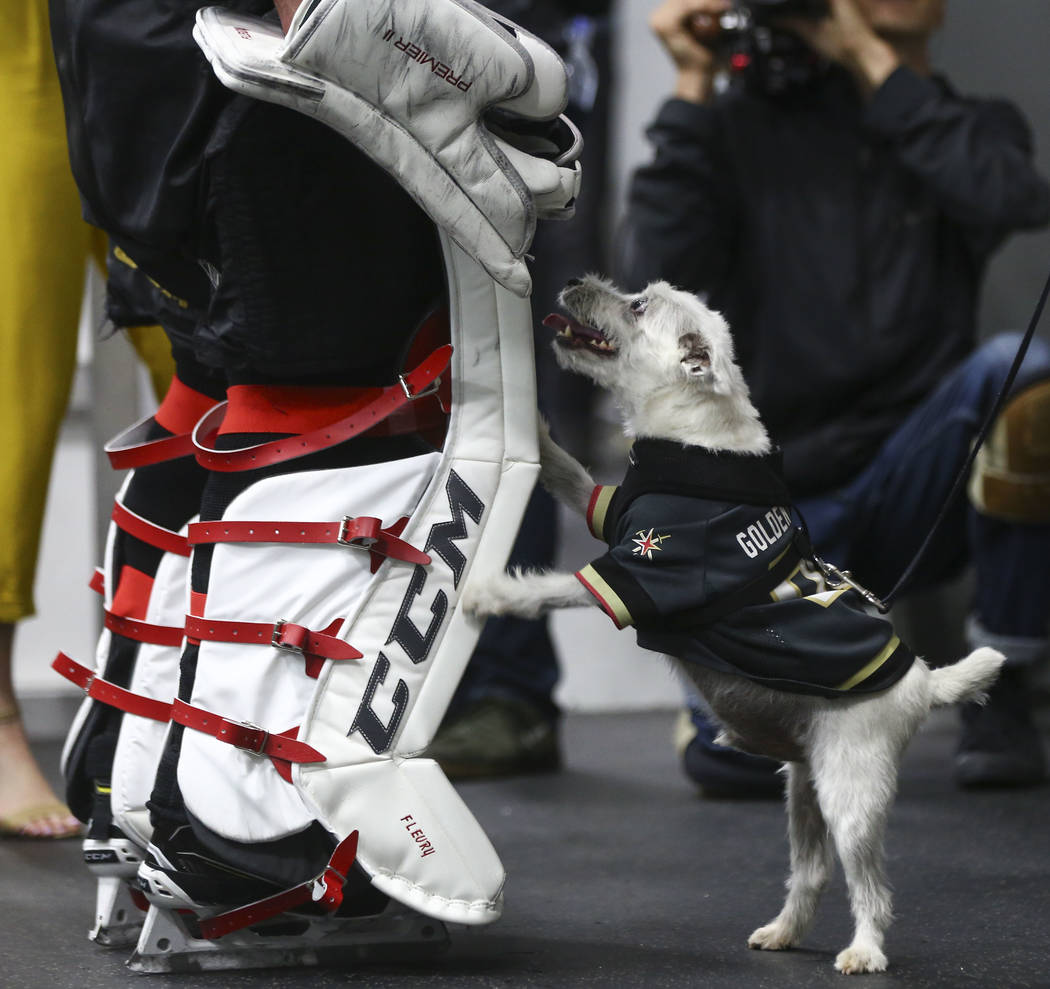 Golden Knights goaltender Marc-Andre Fleury meets Bark-Andre Furry, a Jack Russell terrier, after practice at City National Arena in Las Vegas on Thursday, May 10, 2018. Chase Stevens Las Vegas Re ...