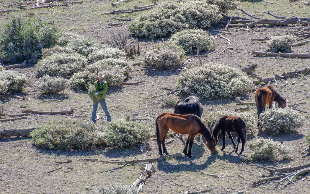 A contract cowboy offers hay to wild horses during an emergency roundup near Cold creek Saturday, May 12, 2018. Darcy Grizzle