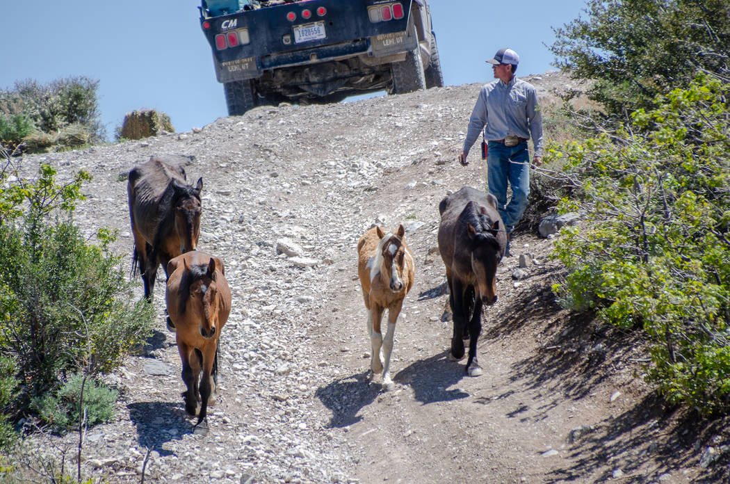 A contract cowboy walks wild horses toward a trap during an emergency roundup near Cold Creek Saturday, May 12, 2018. Darcy Grizzle
