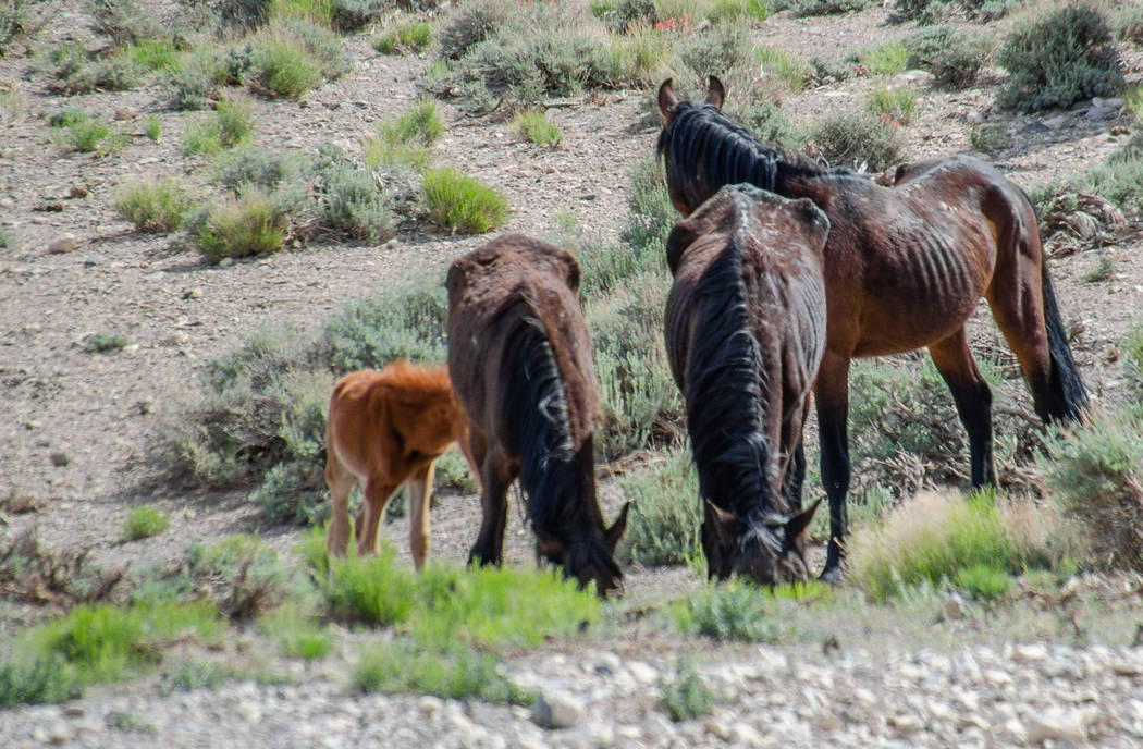Wild horses graze during an emergency roundup near Cold creek Saturday, May 12, 2018. Darcy Grizzle