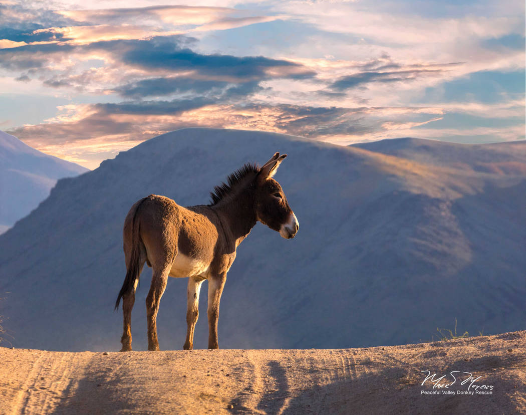 A wild burro stands in Death Valley National Park in an undated photo sent out by the National Park Service. The agency has entered into a five-year agreement with a nonprofit rescue group to remo ...