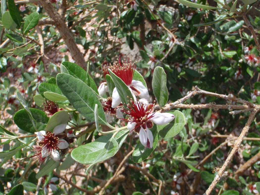 Bob Morris The flower petals of pineapple guava are edible and can be plucked from the flowers when they are open.