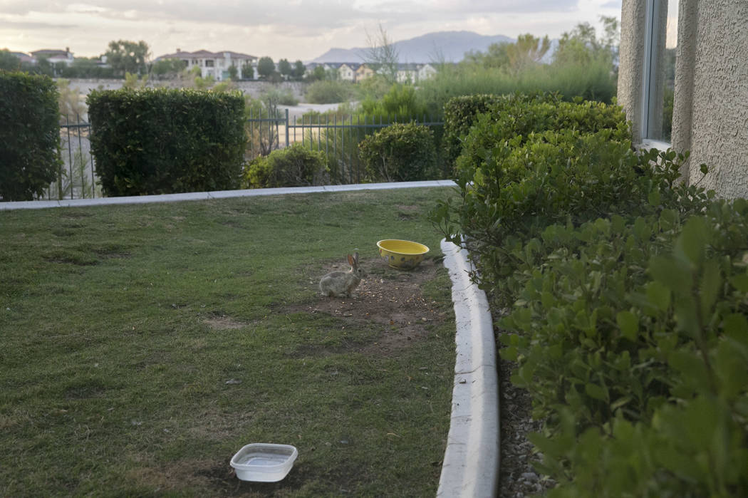 A Wild rabbit grazes in Eva Thomas' backyard in Queensridge, Las Vegas, Thursday, July 27, 2017. Gabriella Angotti-Jones Las Vegas Review-Journal @gabriellaangojo