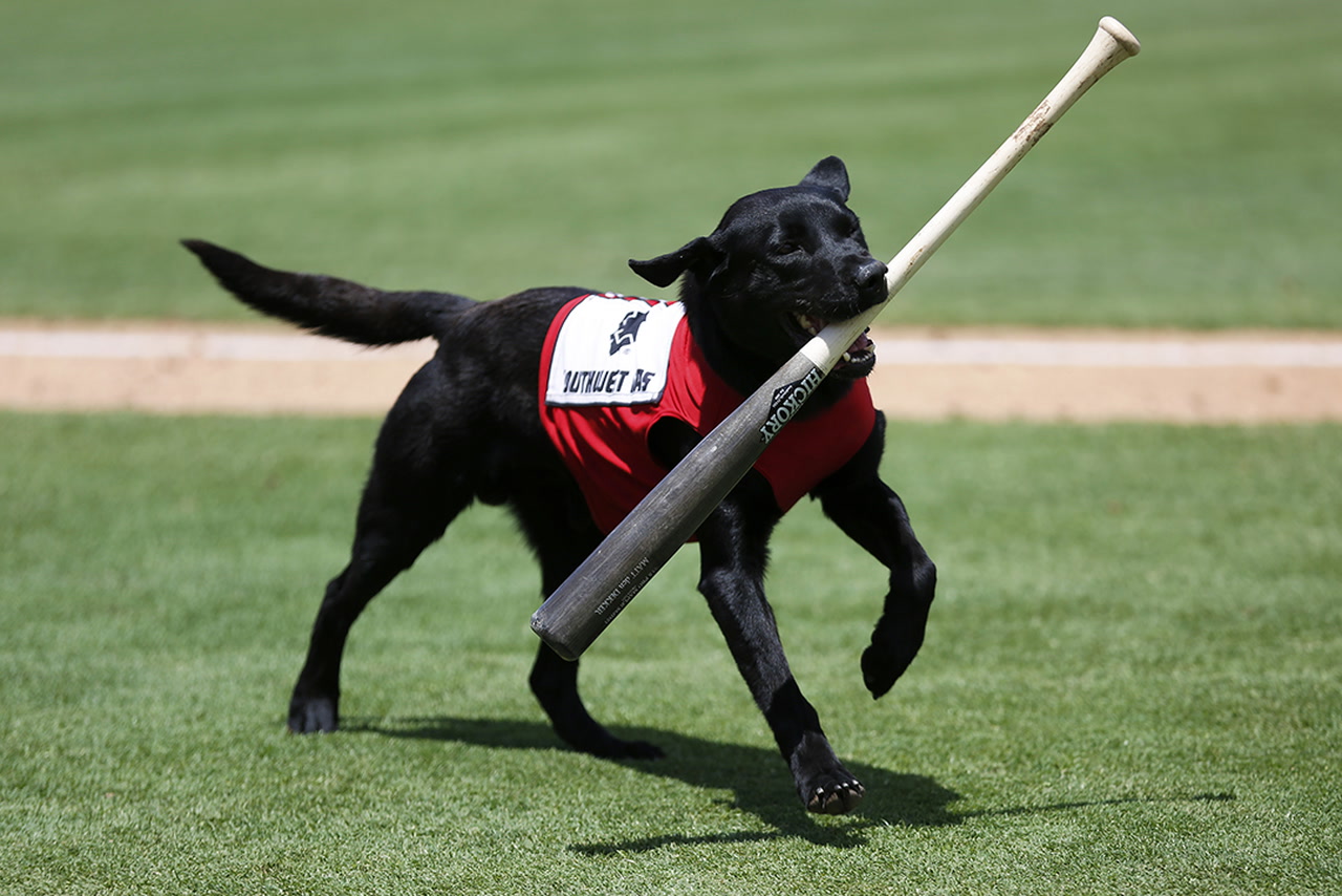 Finn the Bat Dog staple at Las Vegas’ Cashman Field Aviators