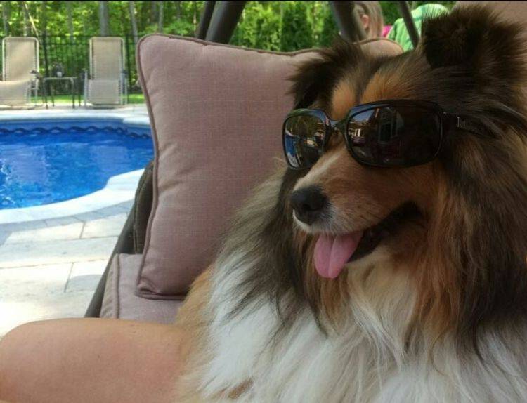 If You Have Pets Make Sure Yard Meets Their Needs Las Vegas