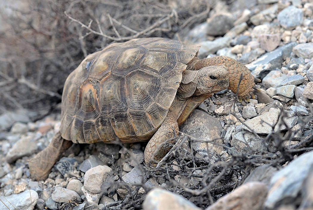 A desert tortoise crawls near Primm in 2014. (Las Vegas Review-Journal)