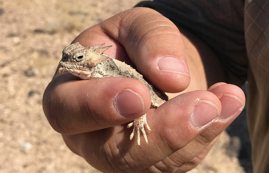 Jim Stanger, president of the Friends of Sloan Canyon, holds a horned lizard in the desert south of Henderson Tuesday. Clark County is pushing to have thousands of acres of federal land ...