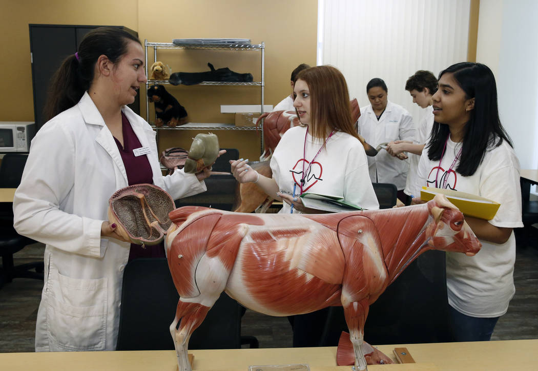 DaniElle Russo, left, veterinary technology student at College of Southern Nevada, discusses about cow organs with Clark County High School students, Hannah Schmitt, center, and Eesha Nanduri duri ...