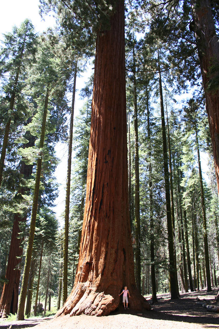 Some giant sequoia trees in Sequoia and Kings Canyon National Parks, California are as tall as a 26-story building and more than 1,800 years old. (Deborah Wall)