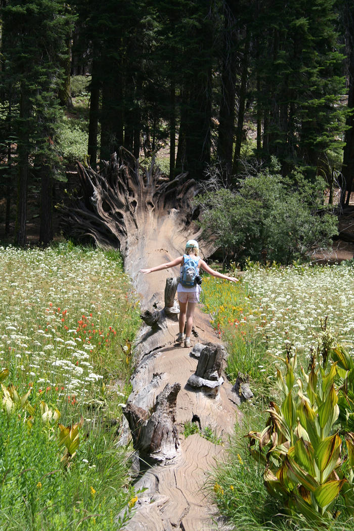 A child walks across a fallen sequoia tree in Crescent Meadow. (Deborah Wall)