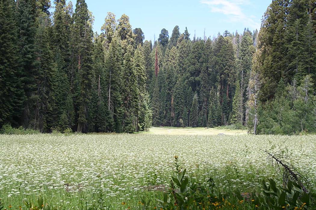 Crescent Meadow is often carpeted with wildflowers in summer. John Muir coined the nickname of this meadow, "The Gem of the Sierra.” (Deborah Wall)