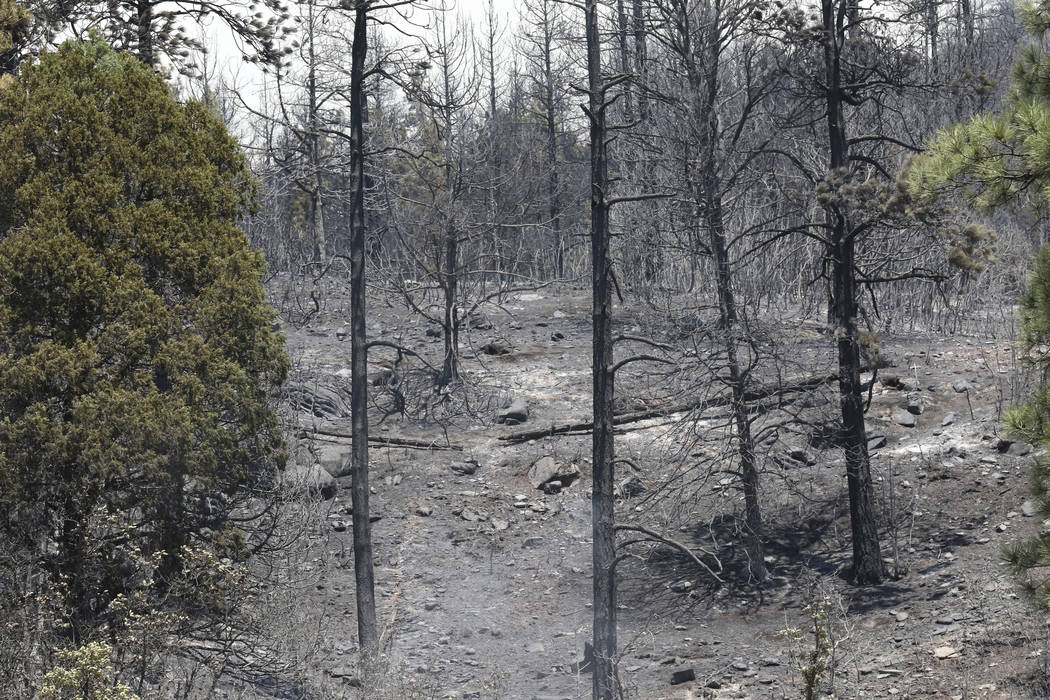 This Saturday, June 9, 2018 photo shows the results of a previous back burn to keep the the wildfire from advancing towards homes along County Road 201 near Hermosa, Colo. (Jerry McBride/The Duran ...