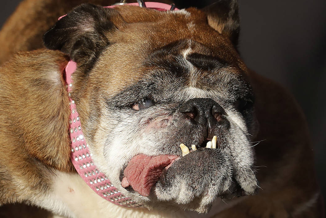 English bulldog shop down syndrome