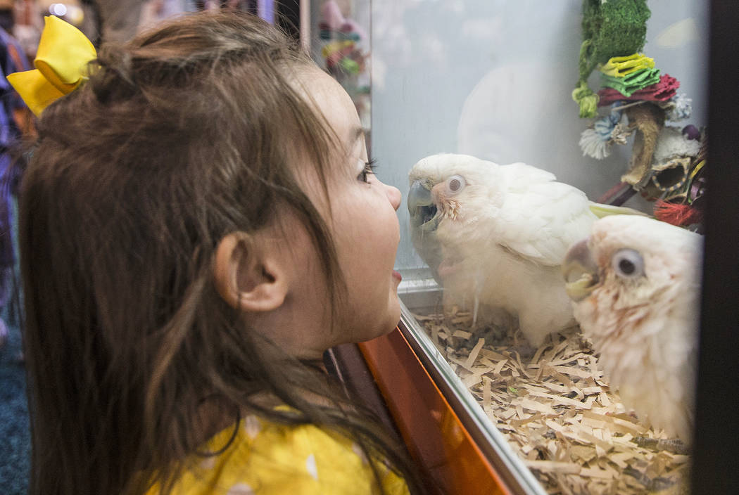 SuperZoo in Las Vegas debuts new trends, merchandise for pets Las