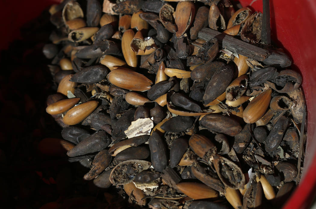 Workers filled a 5-gallon bucket with acorns taken out of the panels on the historic V&T Coach No. 17 where they were stashed by woodpeckers. The coach, built in 1868, is seen at the Nevada State ...