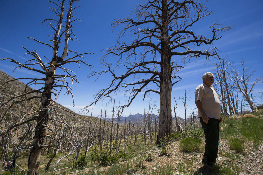 James Hurja, U.S. Forest Service soil scientist, surveys the aftermath of the Carpenter 1 fire in the Spring Mountains National Recreation Area on Friday, July 6, 2018. Chase Stevens Las Vegas Rev ...
