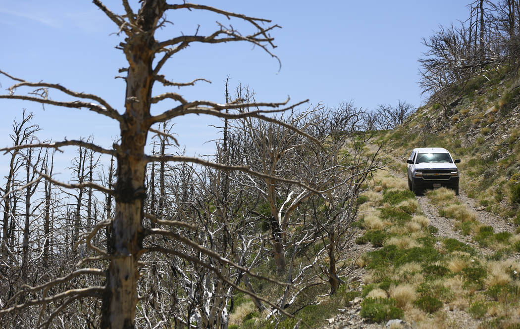 A U.S. Forest Service moves through land that was affected by the Carpenter 1 fire in the Spring Mountains National Recreation Area on Friday, July 6, 2018. Chase Stevens Las Vegas Review-Journal ...