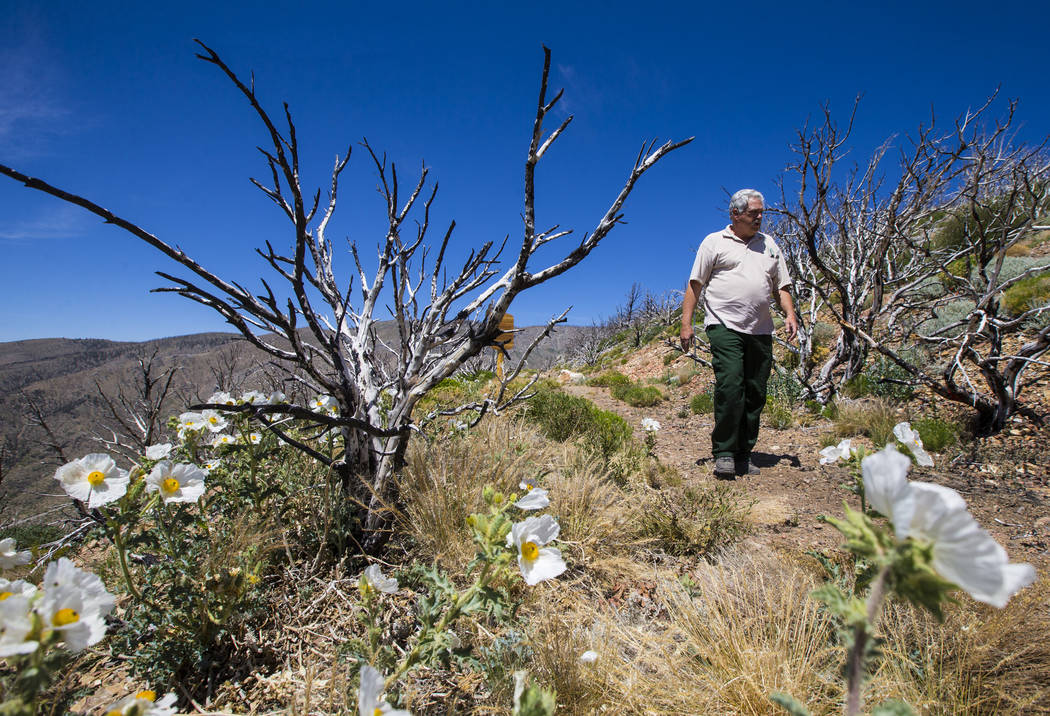 James Hurja, U.S. Forest Service soil scientist, walks along a trail for Griffith Peak in the Spring Mountains National Recreation Area on Friday, July 6, 2018. Chase Stevens Las Vegas Review-Jour ...
