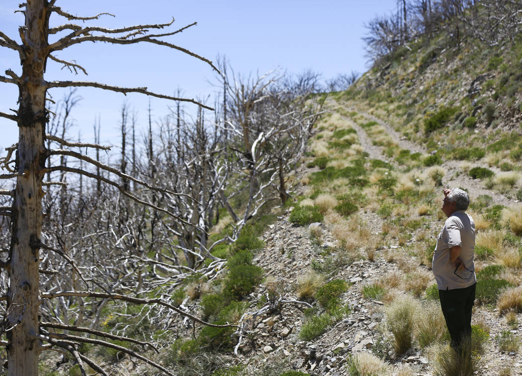 James Hurja, U.S. Forest Service soil scientist, surveys the aftermath of the Carpenter 1 fire in the Spring Mountains National Recreation Area on Friday, July 6, 2018. Chase Stevens Las Vegas Rev ...
