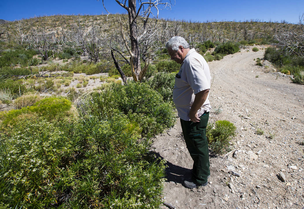 James Hurja, U.S. Forest Service soil scientist, surveys growth in areas affected by the Carpenter 1 fire in the Spring Mountains National Recreation Area on Friday, July 6, 2018. Chase Stevens La ...