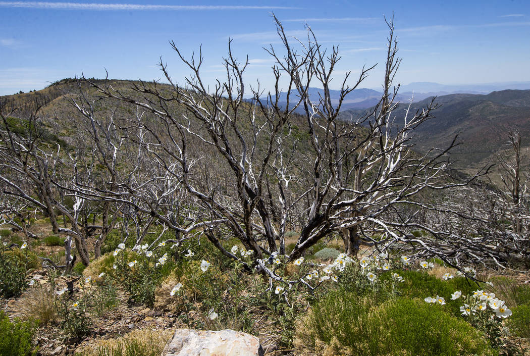 Plants grow in an area affected by the Carpenter 1 fire in the Spring Mountains National Recreation Area on Friday, July 6, 2018. Chase Stevens Las Vegas Review-Journal @csstevensphoto