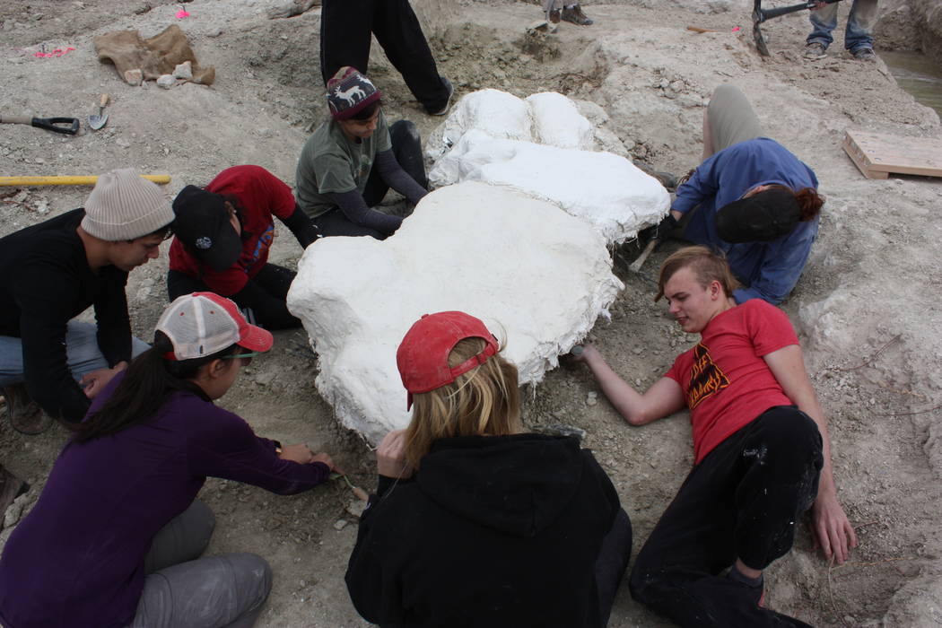 UNLV students and volunteers coat mammoth bones with plaster to protect them during removal and transport. (Steve Rowland)
