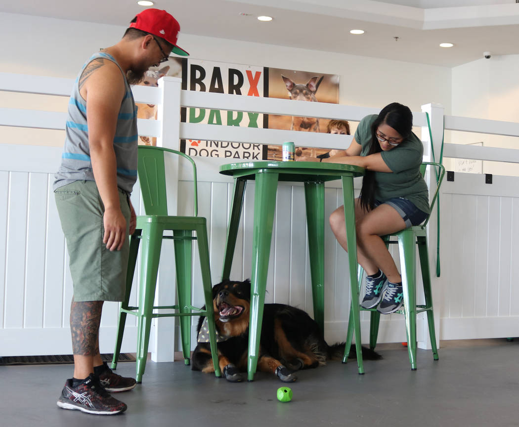 Owners play with their dog at Barx Parx, a new indoor dog park, in Henderson on Saturday, July 7, 2018. (Rochelle Richards/Las Vegas Review-Journal) @RoRichards24