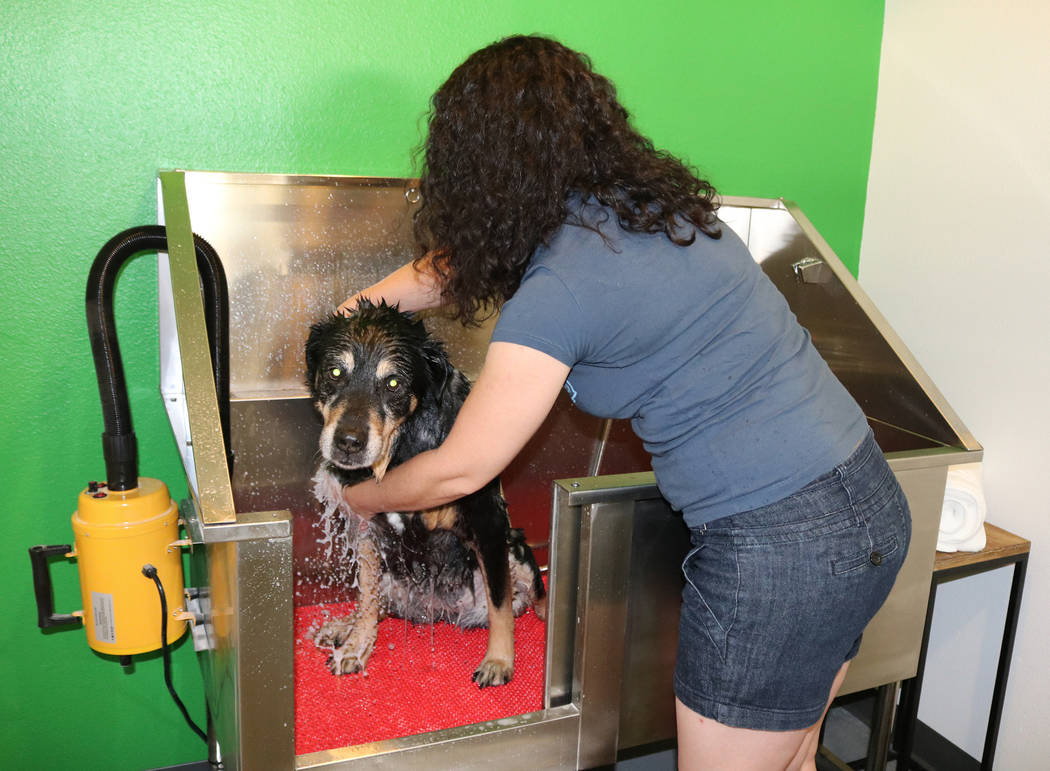 Bridget Kelly gives her 15-year-old Rottweiler/Chow mix, Keiki, a bath at Barx Parx, a new indoor dog park, in Henderson on Wednesday, July 4, 2018. (Rochelle Richards/Las Vegas Review-Journal) @R ...