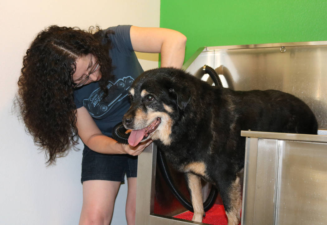Bridget Kelly gives her 15-year-old Rottweiler/Chow mix, Keiki, a bath at Barx Parx, a new indoor dog park, in Henderson on Wednesday, July 4, 2018. (Rochelle Richards/Las Vegas Review-Journal) @R ...