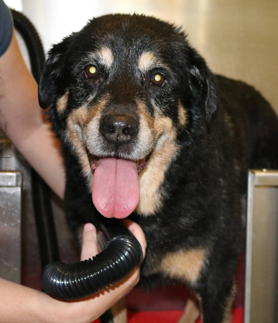 15-year-old Rottweiler/Chow mix Keiki gets a bath at Barx Parx, a new indoor dog park, in Henderson on Wednesday, July 4, 2018. (Rochelle Richards/Las Vegas Review-Journal) @RoRichards24