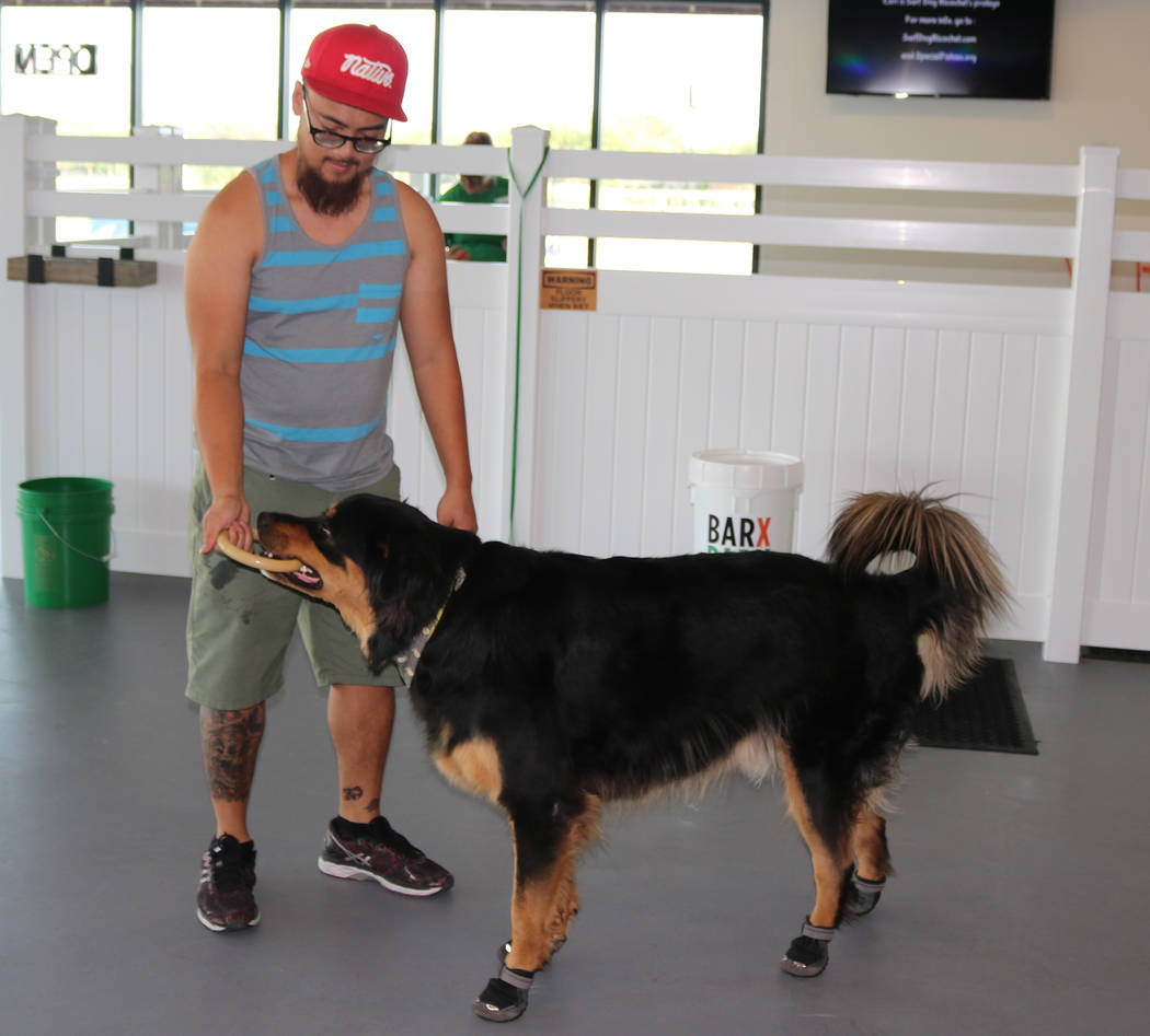 An owner plays with his dog at Barx Parx, a new indoor dog park, in Henderson on Saturday, July 7, 2018. (Rochelle Richards/Las Vegas Review-Journal) @RoRichards24
