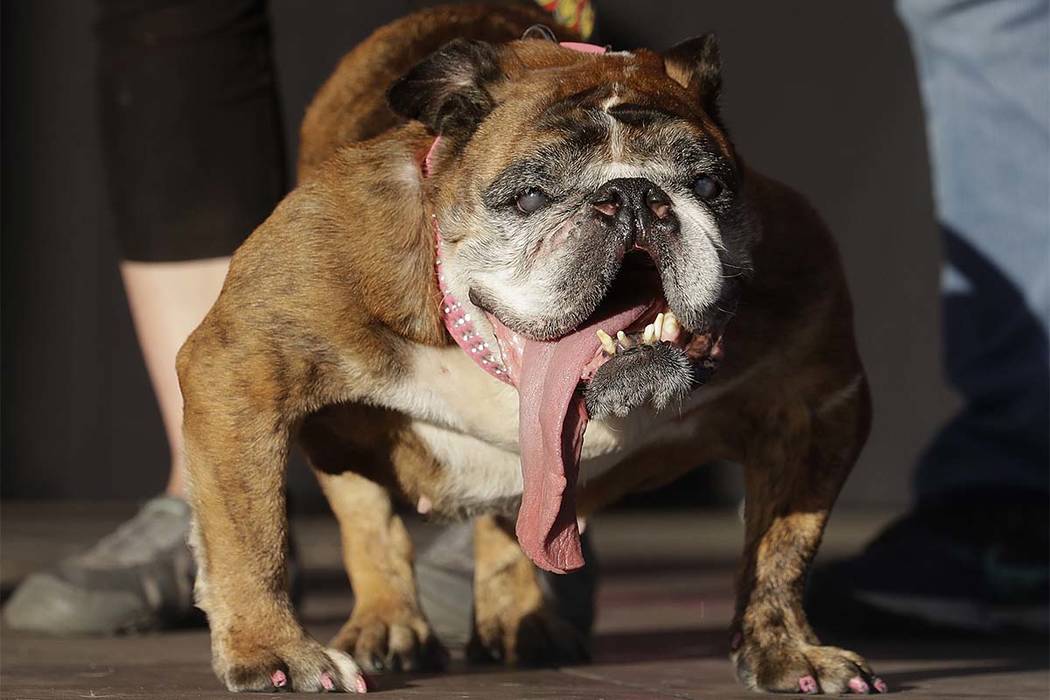 Zsa Zsa, an English Bulldog owned by Megan Brainard, stands onstage after being announced the winner of the World's Ugliest Dog Contest at the Sonoma-Marin Fair in Petaluma, Calif., Saturday, June ...