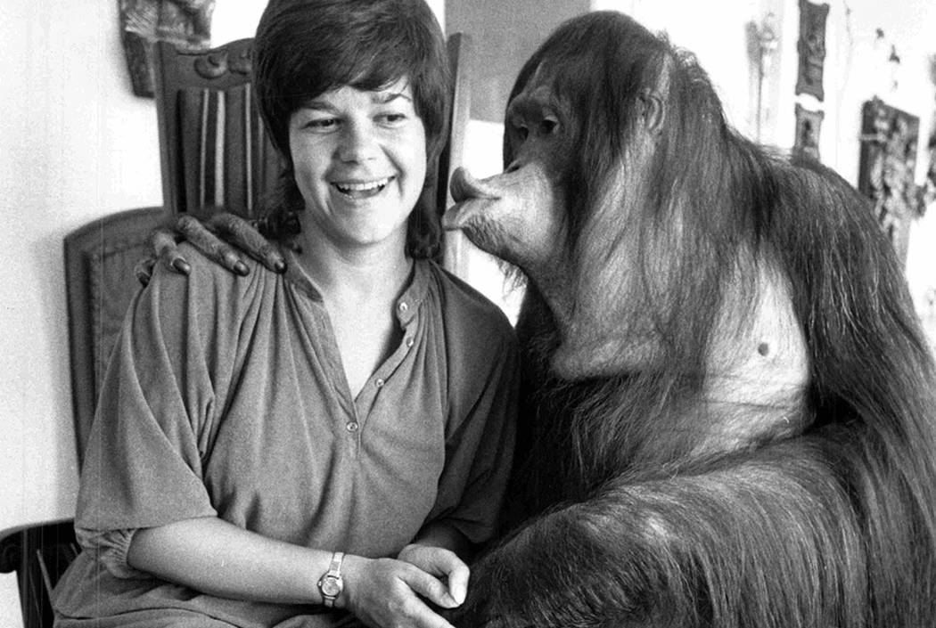 While a feature writer for The Nevadan between 1976-1978, Jane Ann Morrison met one of Bobby Berosini's orangutans. In 1989, he was taped striking his animals, ending his career at an entertainer ...