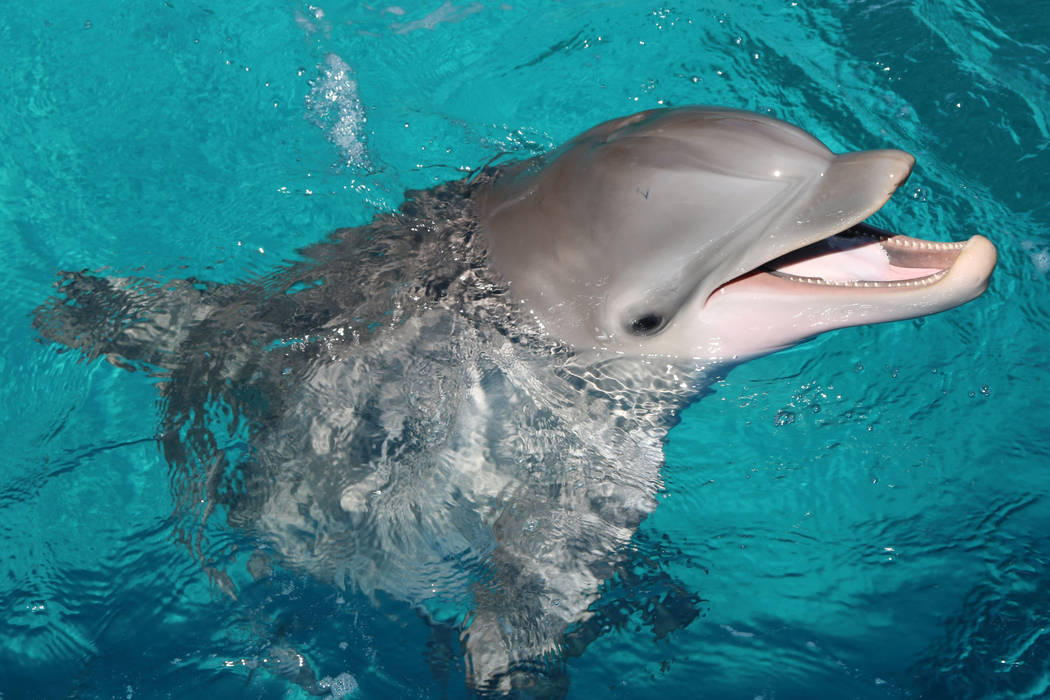 Dolphin calf, Coco, at The Mirage's Siegfried and Roy's Secret Garden and Dolphin Habitat on July 11, 2018 in Las Vegas. (Rochelle Richards/Las Vegas Review-Journal) @RoRichards24