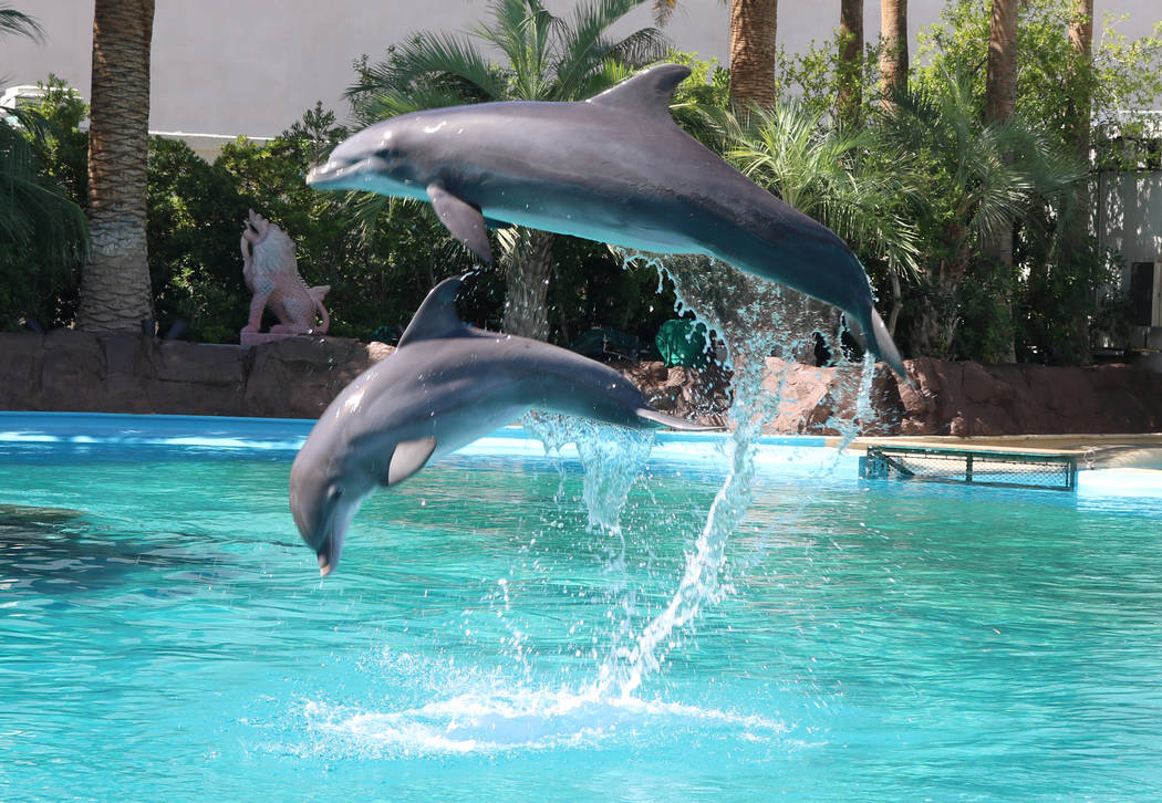 Dolphin calf, Coco, and her mom, Huf and Puf, at The Mirage's Siegfried and Roy's Secret Garden and Dolphin Habitat on July 11, 2018 in Las Vegas. (Rochelle Richards/Las Vegas Review-Journal) @RoR ...
