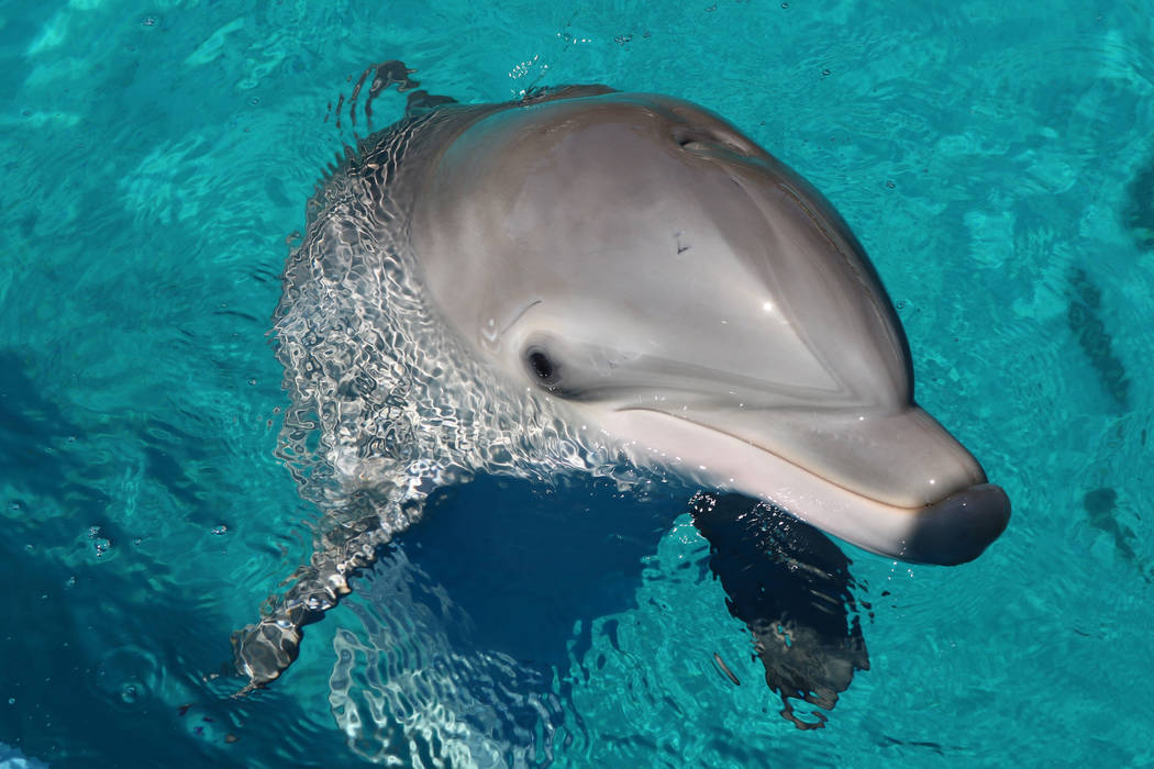 Dolphin calf, Coco, at The Mirage's Siegfried and Roy's Secret Garden and Dolphin Habitat on July 11, 2018 in Las Vegas. (Rochelle Richards/Las Vegas Review-Journal) @RoRichards24