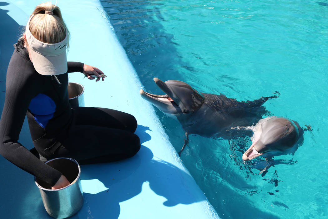 Dolphin care specialist Lacey Russell feeds dolphin calf, Coco, and her mom, Huf and Puf, at The Mirage's Siegfried and Roy's Secret Garden and Dolphin Habitat on July 11, 2018 in Las Vegas. (Roch ...