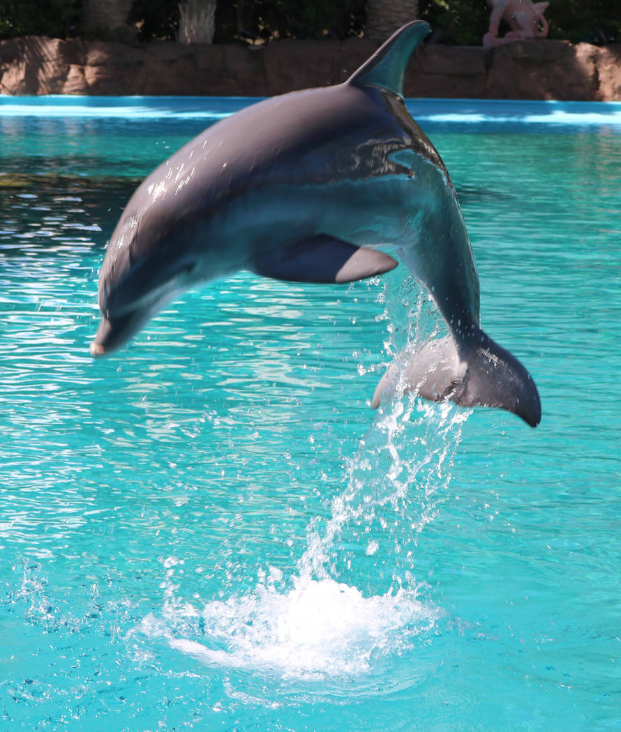 Dolphin calf, Coco, at The Mirage's Siegfried and Roy's Secret Garden and Dolphin Habitat on July 11, 2018 in Las Vegas. (Rochelle Richards/Las Vegas Review-Journal) @RoRichards24