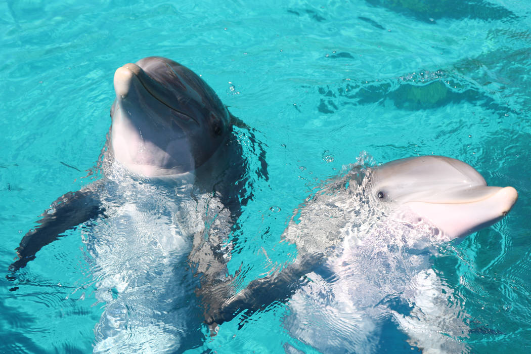 Dolphin calf, Coco, and her mom, Huf and Puf, at The Mirage's Siegfried and Roy's Secret Garden and Dolphin Habitat on July 11, 2018 in Las Vegas. (Rochelle Richards/Las Vegas Review-Journal) @RoR ...