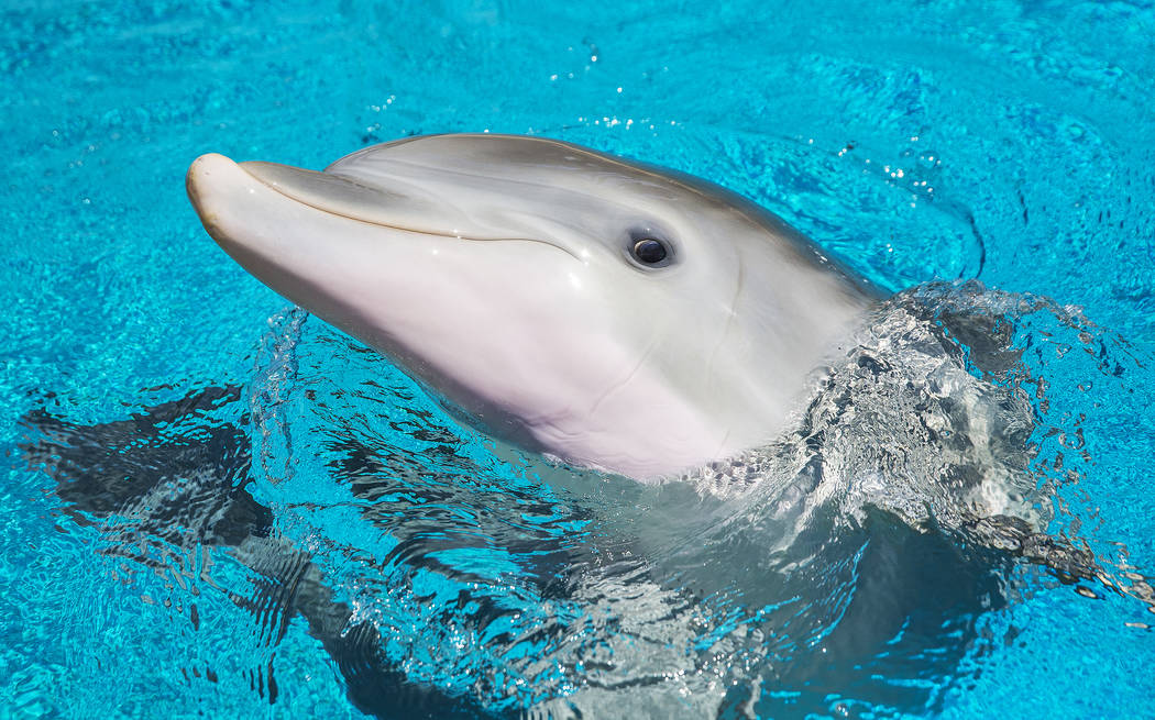 Coco, a one-year-old bottlenose dolphin, celebrated her first birthday on Tuesday, July 17, 2018, at Siegfried & Roy's Secret Garden and Dolphin Habitat, at The Mirage hotel-casino, in Las Veg ...