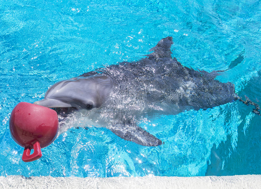 Coco, a one-year-old bottlenose dolphin, celebrated her birthday on Tuesday, July 17, 2018 at Siegfried & Roy's Secret Garden and Dolphin Habitat at The Mirage hotel-casino, in Las Vegas. Benj ...
