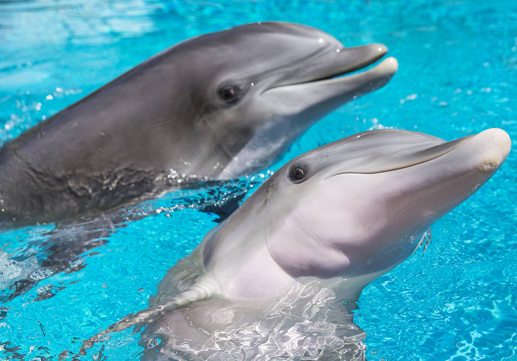 Coco, right/front, a one-year-old bottlenose dolphin, celebrated her birthday on Tuesday, July 17, 2018 at Siegfried & Roy's Secret Garden and Dolphin Habitat at The Mirage hotel-casino, in La ...